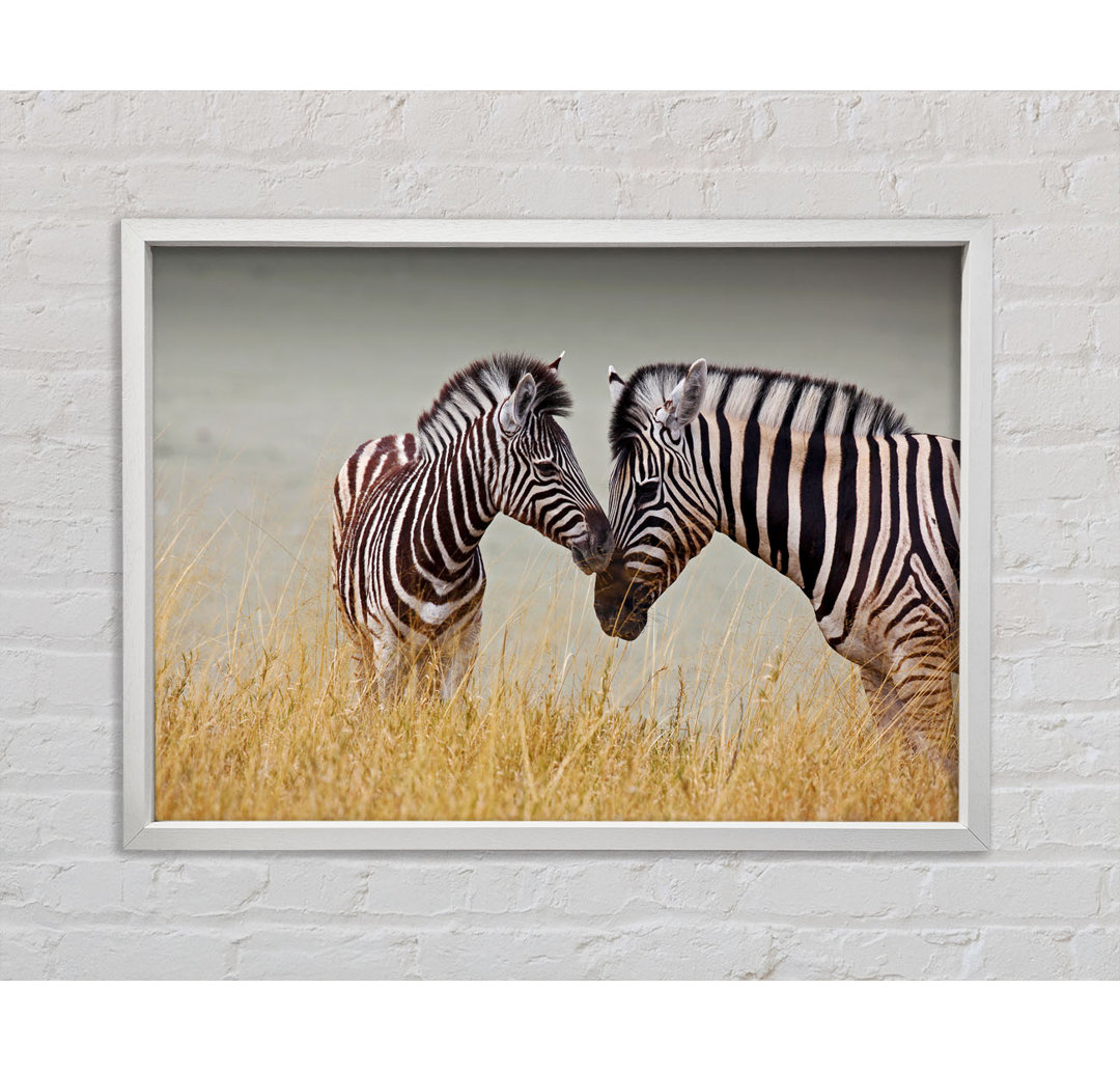 Mutter und Baby Zebra - Einzelner Bilderrahmen Kunstdrucke auf Leinwand