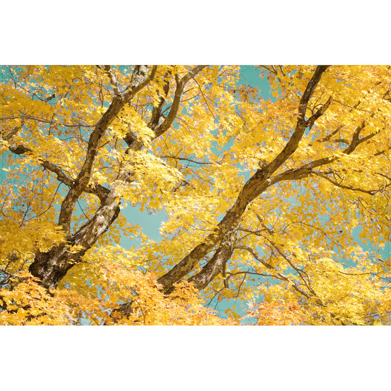 Autumn Tapestry V by Judy Stalus - Wrapped Canvas Print, 30cm H x 46cm W