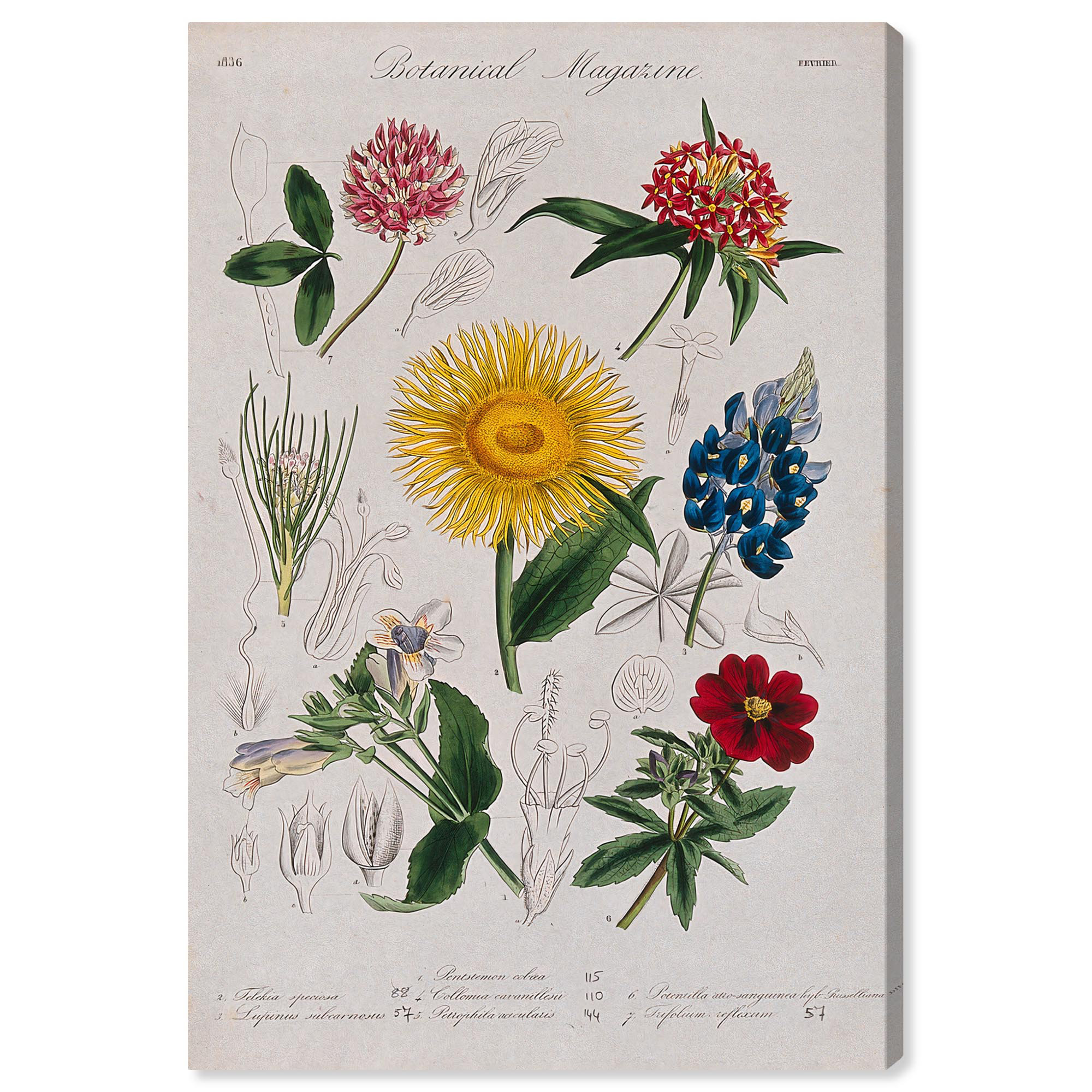 Art Remedy Botanical Prints Canvas, Seven Garden Plants | Wayfair