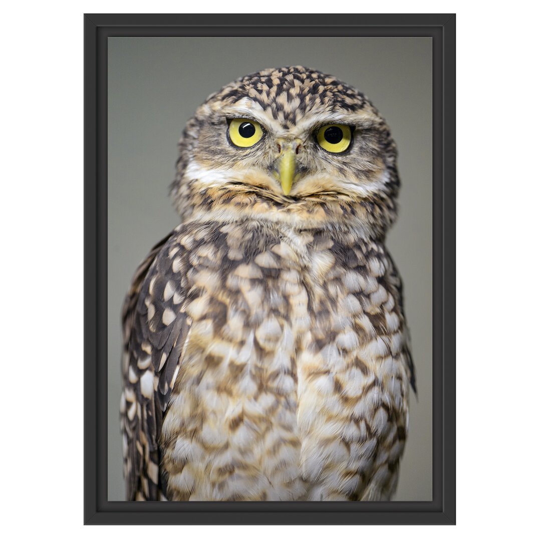 Gerahmter Fotodruck Little Owl