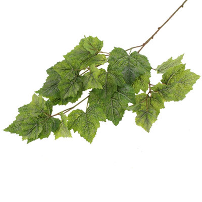 70cm Grapevine Plant