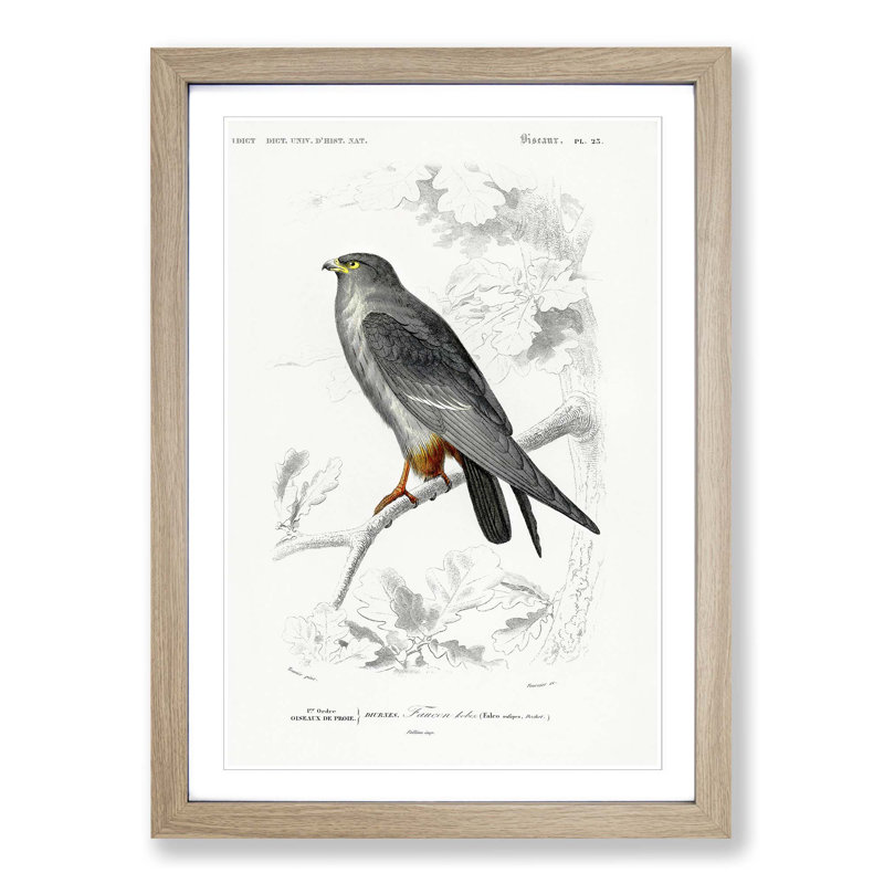 Bird Illustration PL. 25 by Charles D' Orbigny - Single Picture Frame Painting, Oak Framed, 33cm H x 24cm W x 2cm D