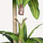 5 pi Arbre Dracaena artificiel avec pot en plastique noir, plante d'intérieur artificielle réaliste-1615691069
