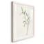Spindle Sprig III - peinture encadrée-329937453-329937450