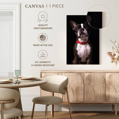 Beau terrier de Boston