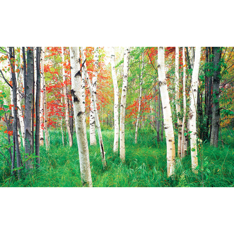 Scène de fenêtre avec paysage et nature, H 60 po x l 120 po x P 0,02 po