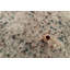 Terrazzo Shag Beige/Grey Rug