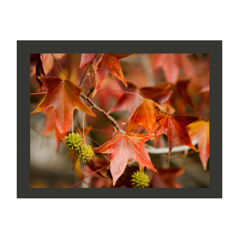 Chestnut 2.70m x 350cm Wallpaper, 400 cm x 309 cm