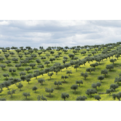 Olive Grove - photographie sur toile tendue