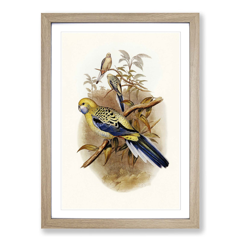 Blue Cheeked Parakeet by Elizabeth Gould - Picture Frame Painting Print, 36cm H x 27cm W x 2cm D, Oak Framed