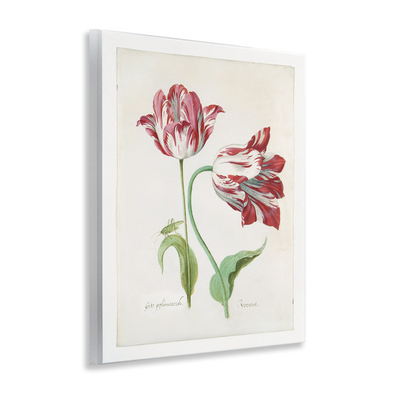 «Classic Tulip Study» par Jacob Marrel