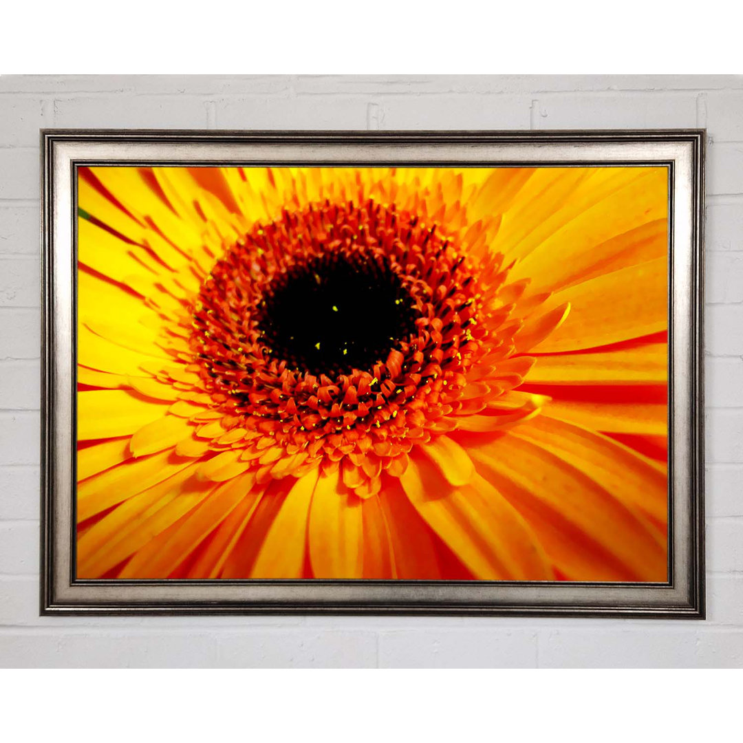 Goldene Gerbera Zentrum - Drucken