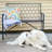 Israh 2-Person Argyle Diamond High Back Iron Outdoor Garden Bench