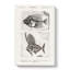 Fish Fossil Illustrations PL. L by Charles D' Orbigny - Wrapped Canvas Painting-55315309