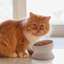 Bol surélevé pour chat-50642235-50625642