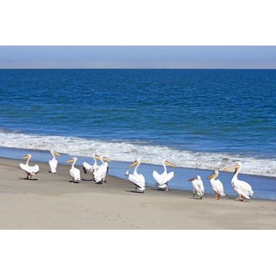 Brammer Great White Pelicans by LisaStrachan - Wrapped Canvas Print