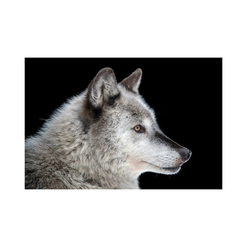A Federally Endangered Gray Wolf At The Alaska Zoo by Joel Sartore - Gallery-Wrapped Canvas Giclée on Canvas, Canvas