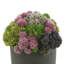 Assorted Sedum Arranged In A Fiberstone Vase-1617373409