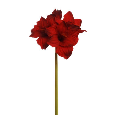 Tige d'amaryllis