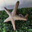 Support mural d'extérieur en fonte bronze, motif étoile de mer côtière, 30 cm de hauteur