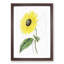 A Californian Sunflower - Wall Art-55457556-55457558