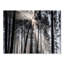 «Sunbeam Through Black White Forest», photographie-35125685-35125692