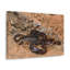 Scorpion Couple, Scorpion Couple, impression d'art mural-1075086124