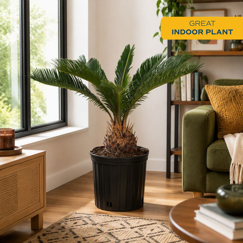 Sago Palm Tree in Nursery Pot