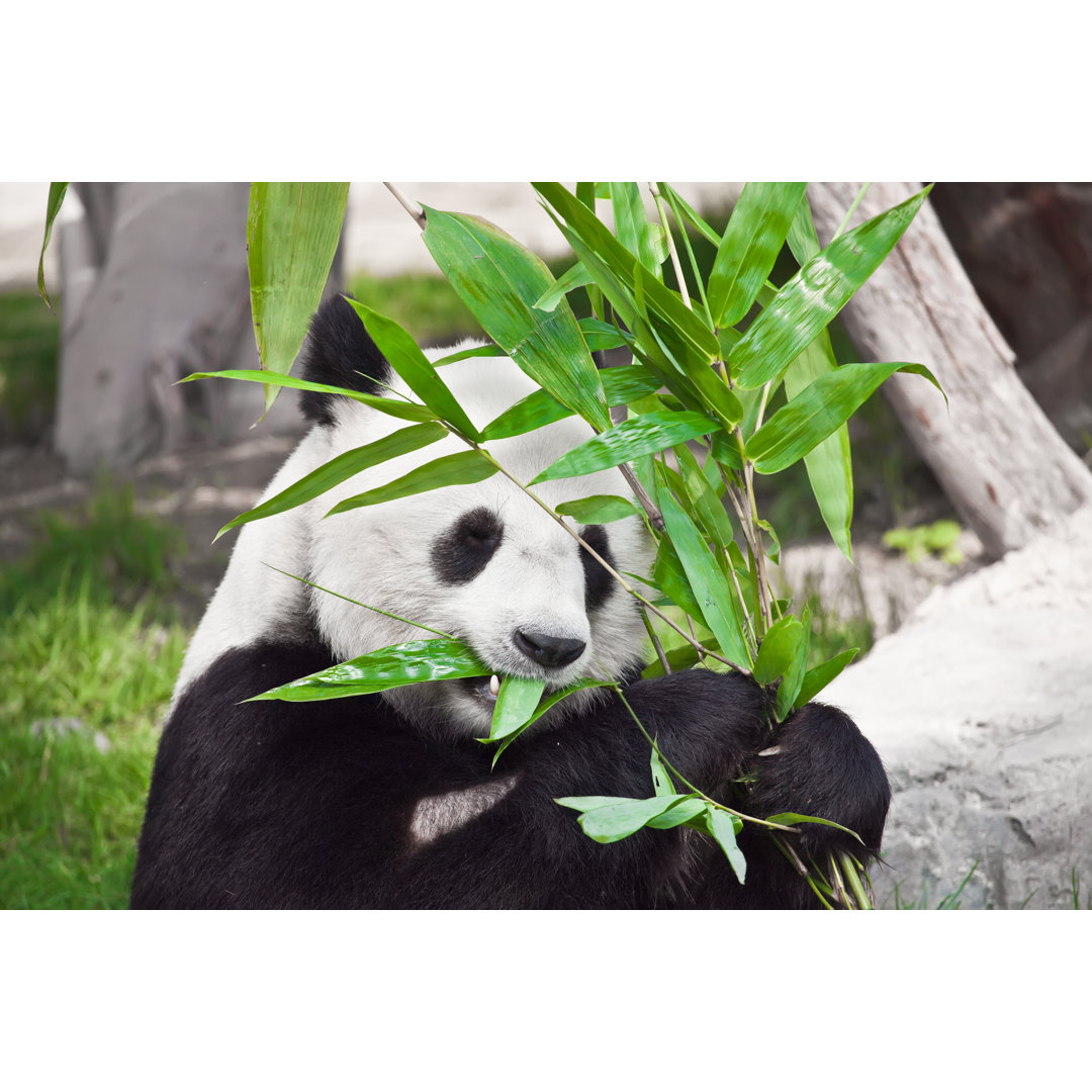 Leinwandbild Giant Panda