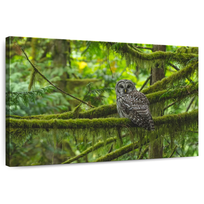 Brampt Mossy Tree Owl, 16" H x 24" W