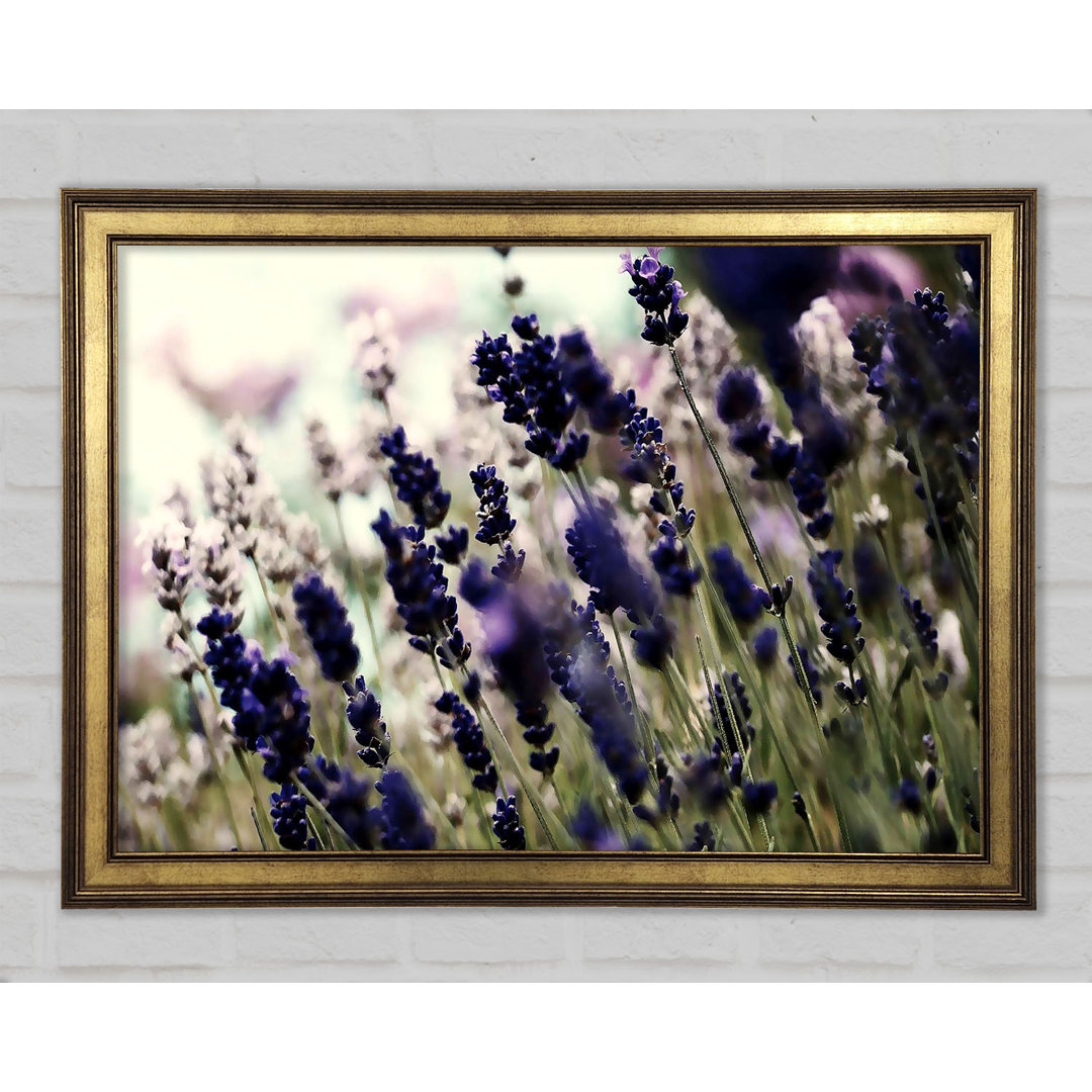 Gerahmtes Leinwandbild Lavender Flower Stems