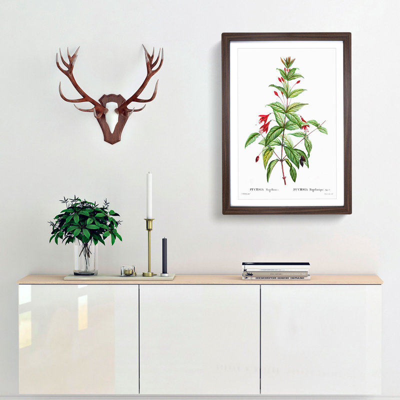 Fuchsia Flowers by Pierre-Joseph Redoute - Picture Frame Painting Print, 36cm H x 27cm W x 2cm D, Walnut Framed