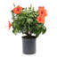 Costa Farms Indoor Hibiscus Bush Grower's Choice Color House Plant in 10-inch Nursery Pot