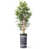 Plant Navy