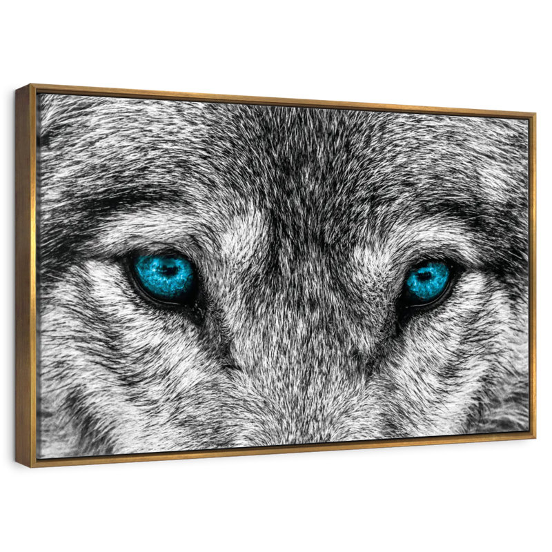 Cool Wolf, Floating Frame Gold, 37" X 25"