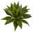 Agave Silk Plant in Glazed Clay Pot