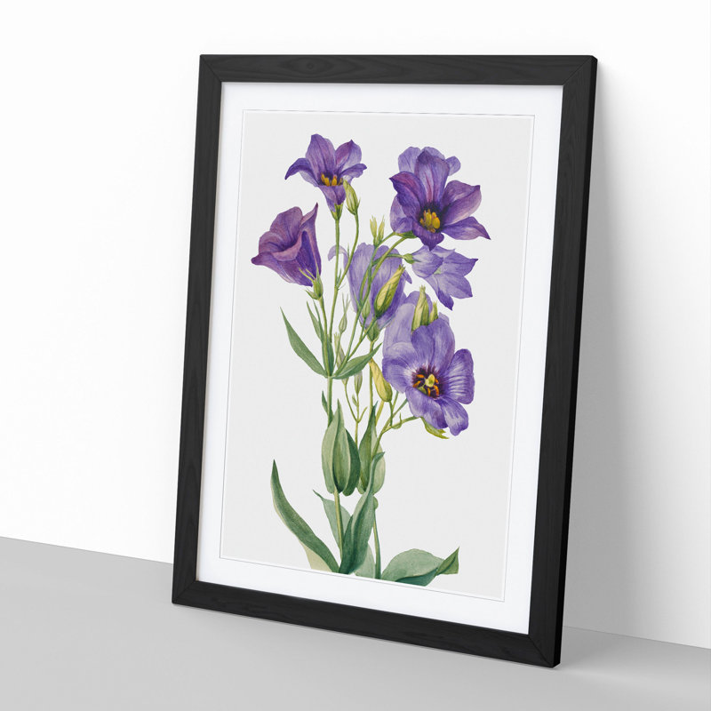 Eustoma Russelianum by Mary Vaux Walcott - Picture Frame Painting, Black Framed, 65cm H x 48cm W x 2cm D