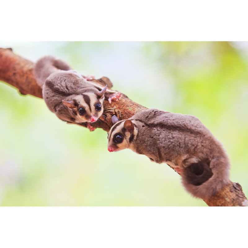 Sugar Glider by Pigphoto - Wrapped Canvas Rectangle Print, 30cm H x 46cm W x 3.8cm D