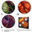 Orange mamans mauves en fleurs sur toile-483395809-483395808