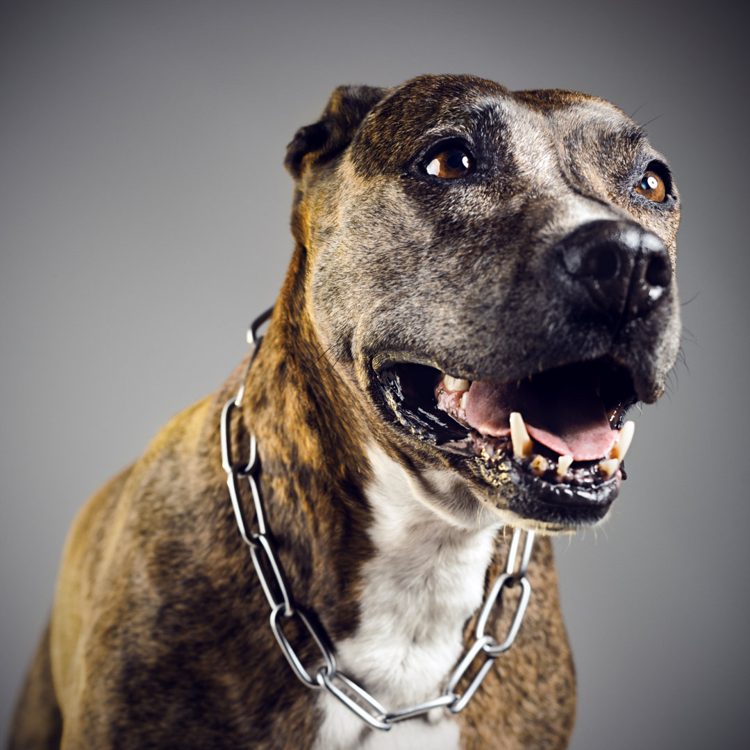 Pit Bull Portrait von SensorSpot - Leinwandbild