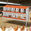 Boîtes de nidification en métal pour poules-10 boîtes de nidification pour poulets avec pattes de support pour œufs, boîtes de pondeuses murales pour poules et poulailler, orange