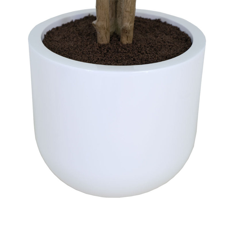 TREE EUCALPTUS POT 4FT