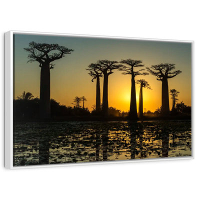 Silhouetted Morondava Baobab Trees
