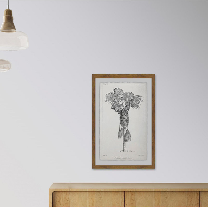 Palm Livistona - Single Picture Frame Print, 91 cm H x 61 cm W