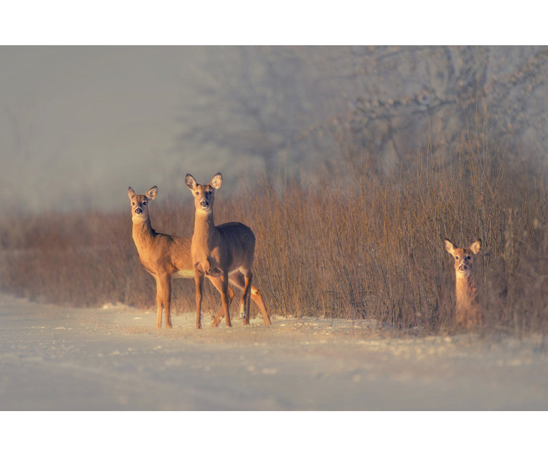 Wrapped Canvas Print, 50.8cm H x 76.2cm W