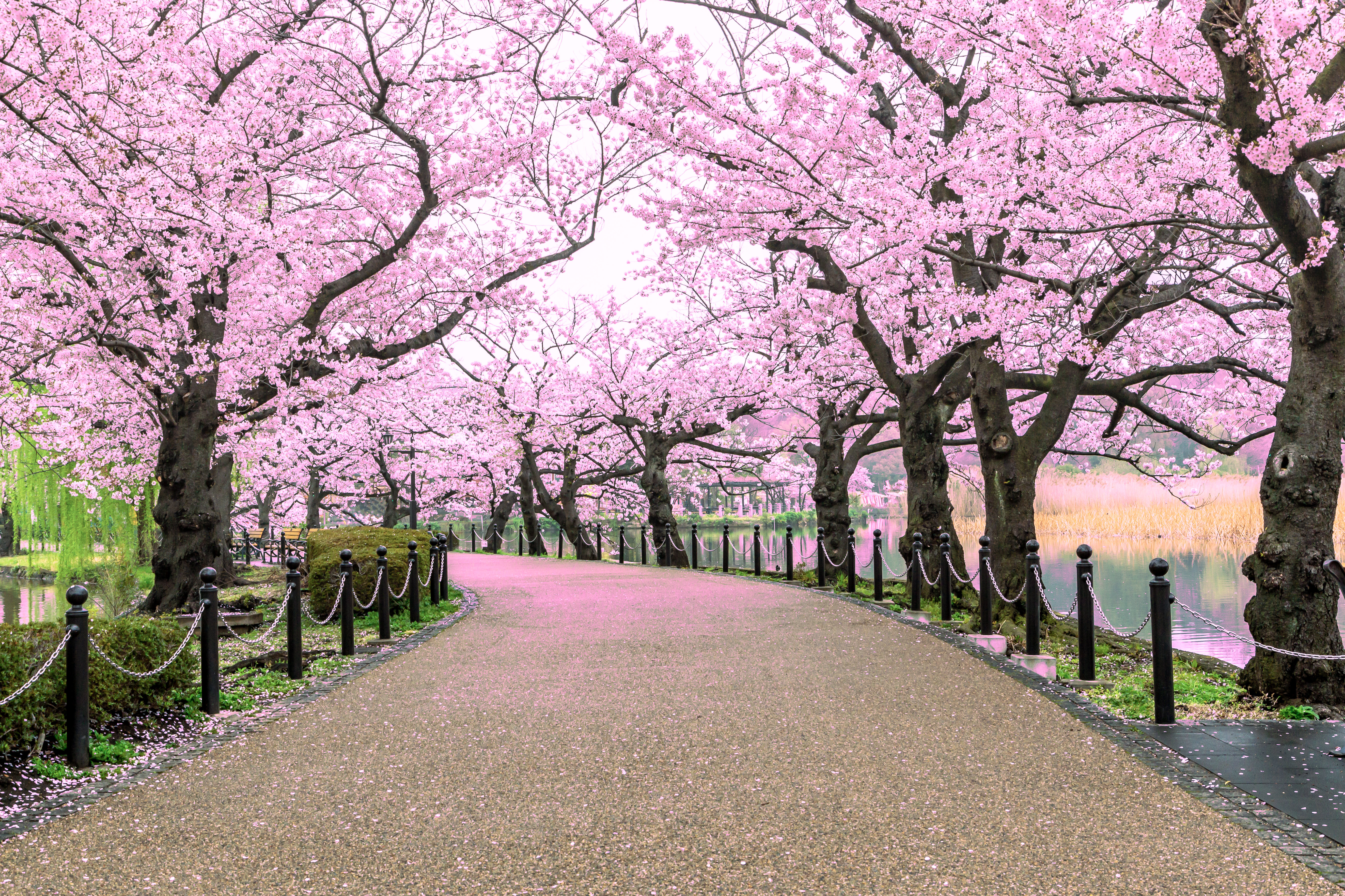 japanese cherry blossom tree pictures