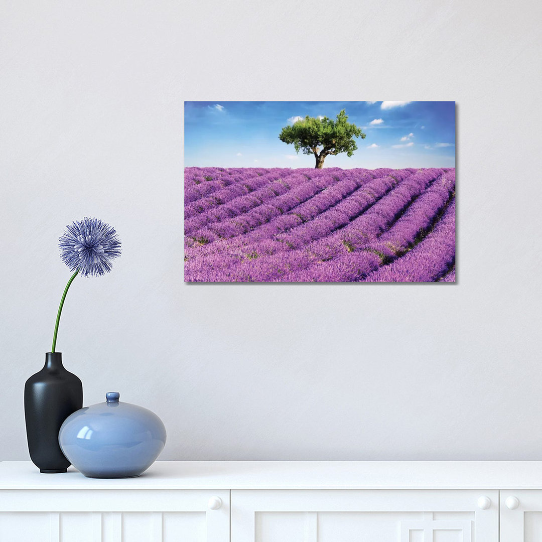 Lavender Field And Tree, Provence