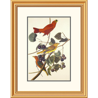 Summer Red Bird by John James Audubon Framed Painting Print