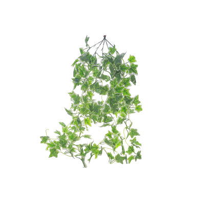 Buisson de lierre suspendu