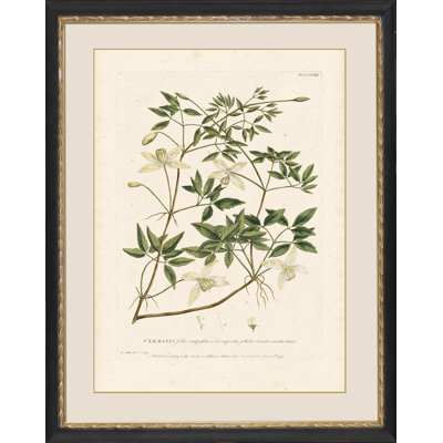 Clematis Print